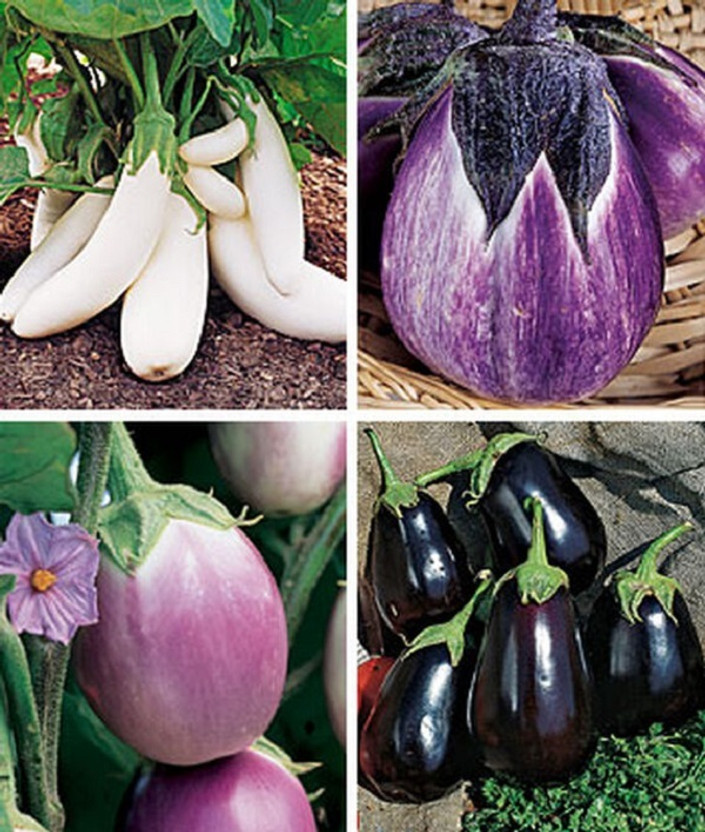 Qualitvate Qualitvate Organic Eggplant, Gourmet Blend Seed(240 per packet) - Flipkart Deal