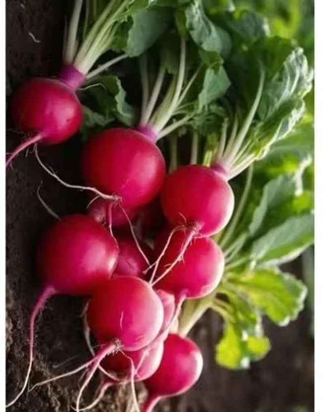 RUDRAAMAA RUDRAAMAA Hybrid Beetroot Seeds – High Yield for Home & Kitchen Garden Seed(50 per packet) - Flipkart Deal