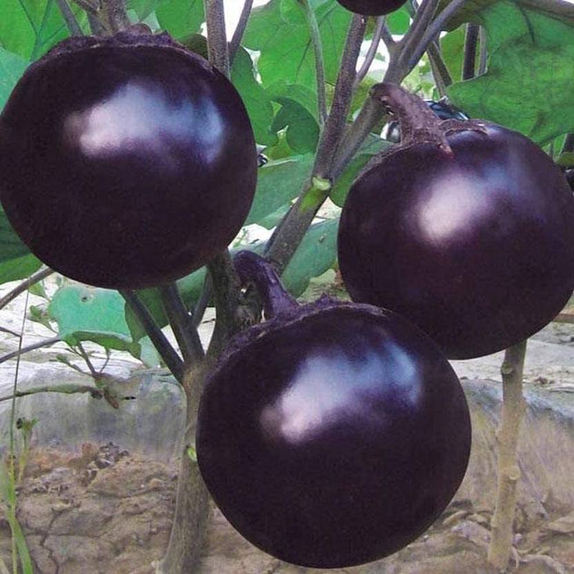 CYBEXIS Deep Purple Epidermis Shiny Circular Shape Eggplant Brinjal
