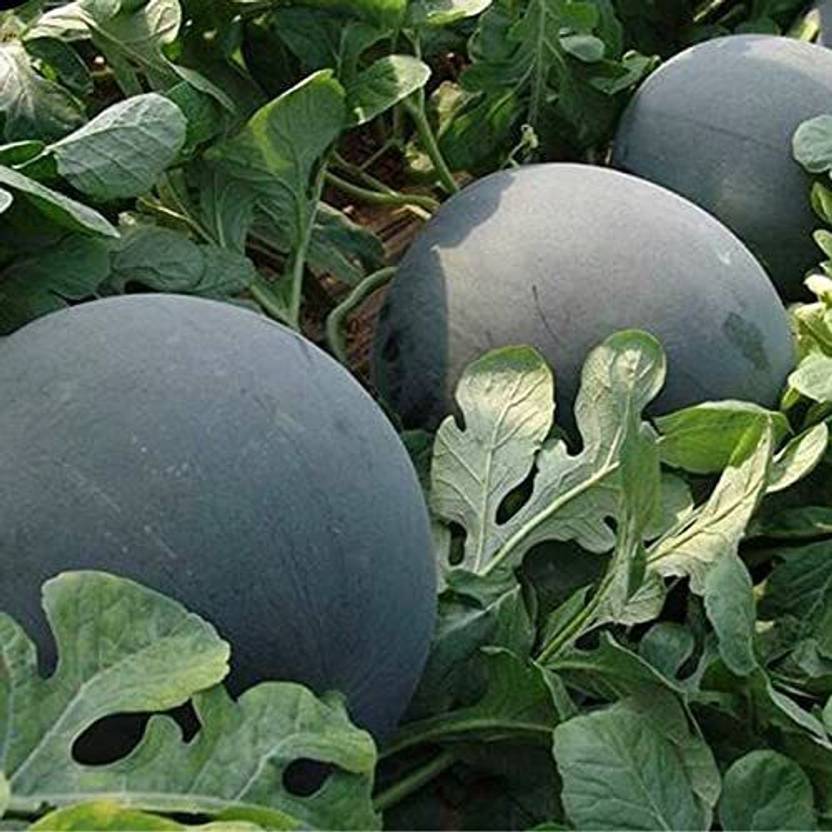 KANAYA Tarbuj Hybrid Fruit Seed Price in India Buy KANAYA Tarbuj