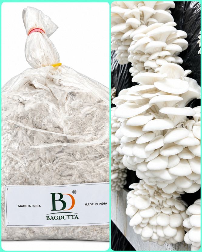 BAGDUTTA Mushroom seeds, Oyster Mushroom Spawn, High germination, oyster mushroom Seed(1 kg)