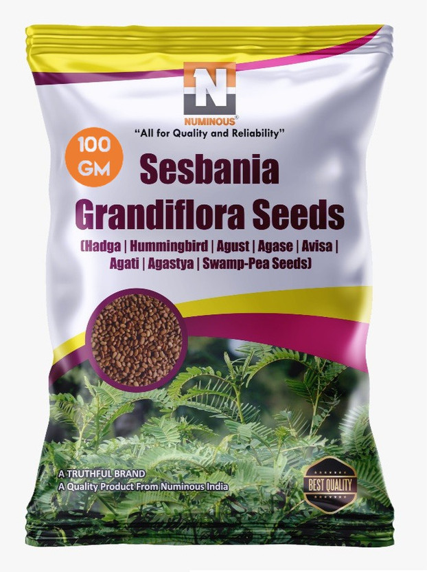 Numinous Sesbania Grandiflora, Hummingbird Tree, Hadga, Agust, Agase, Avisa, Agati, Agastya, Swamp-Pea Seed(100 g)