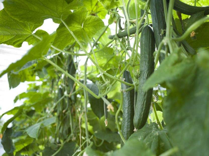 WHYGI Long Cucumbers “Japanese Long” SeedsCuC_1347 Seed Price in India