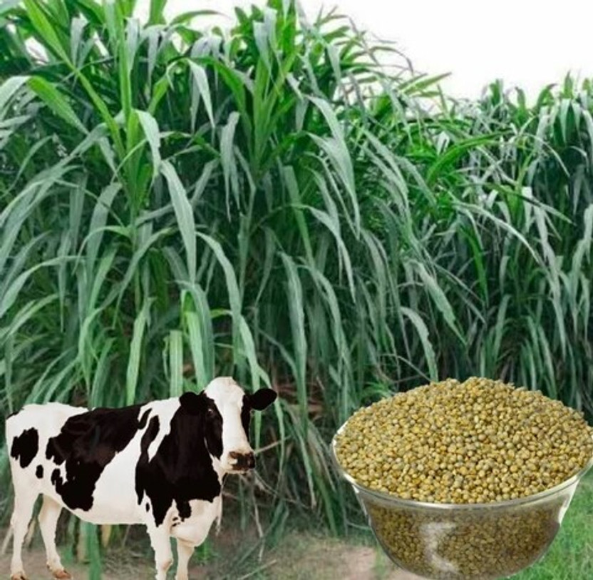DEYS AGRO ® american 5g napier grass seeds,super smart nepier Seed(600 per packet)