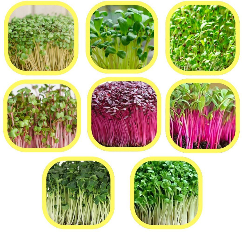 Nio Microgreen seeds, Easy growing microgreen seeds combo kit, Pack of 8 Seed(250 g)
