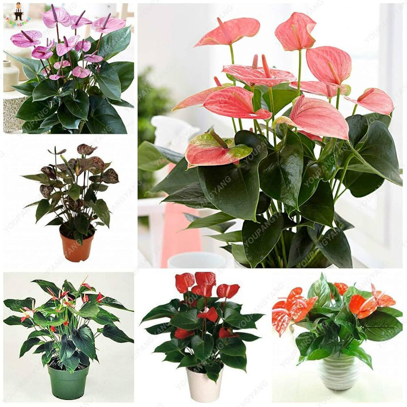 MOONQULTY Anthurium Mix Colour Flower 31 Seed(31 per packet)