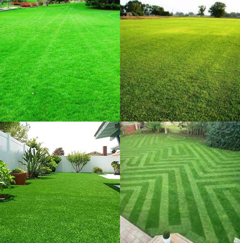 ibains Lawn grass seeds for garden pack of 15500 Seed(15500 per packet)