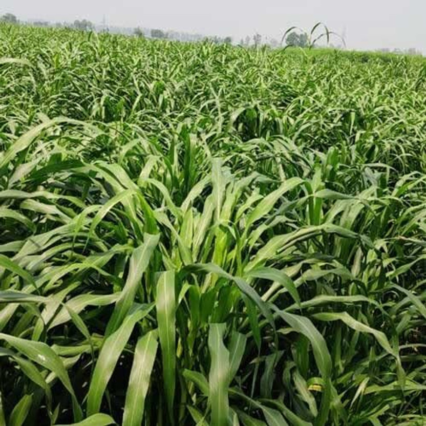 DEYS DEYS AGRO ® American 5g napier grass seeds beez,bajra napier grass guatemala hybrid Seed(4600 per packet) - Flipkart Deal
