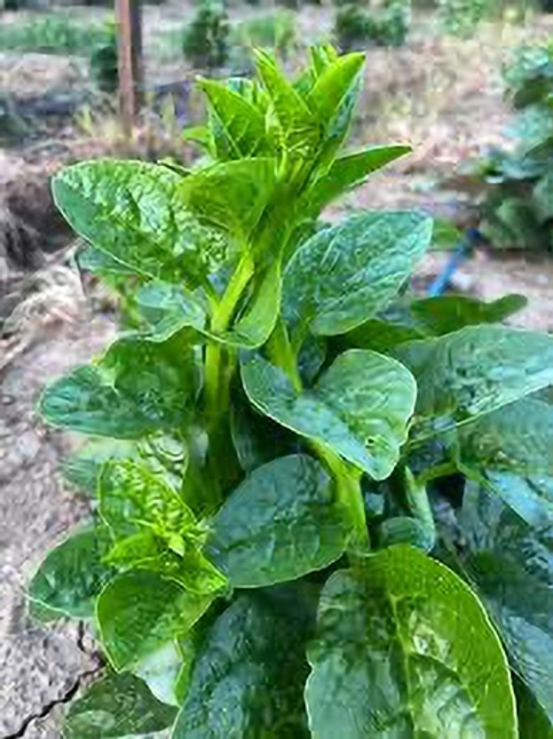 Suchitra Suchitra Basella Alba, Pui Shak Green Malabar Spinach. Seed(100 per packet) - Flipkart Deal
