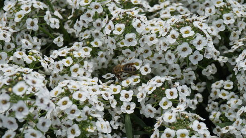 KNESSiN Buy White Carpet Alyssum Flower Seeds Online Seed(50 per packet)