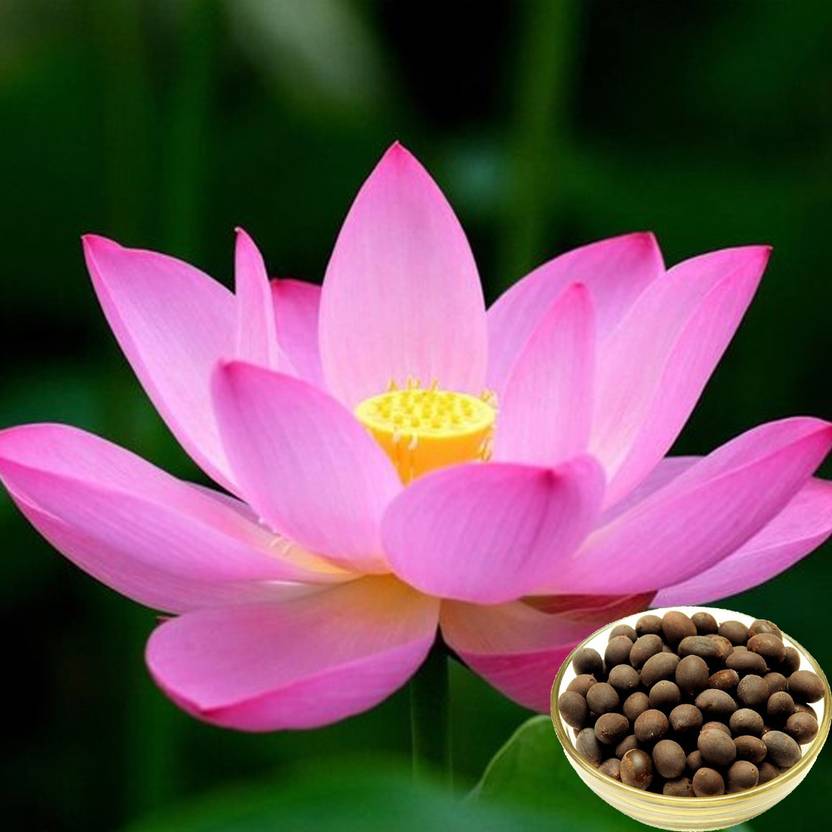 Jeba Garden Lotus Seed Pink Colour Thamarai Water Plant Seed Price in