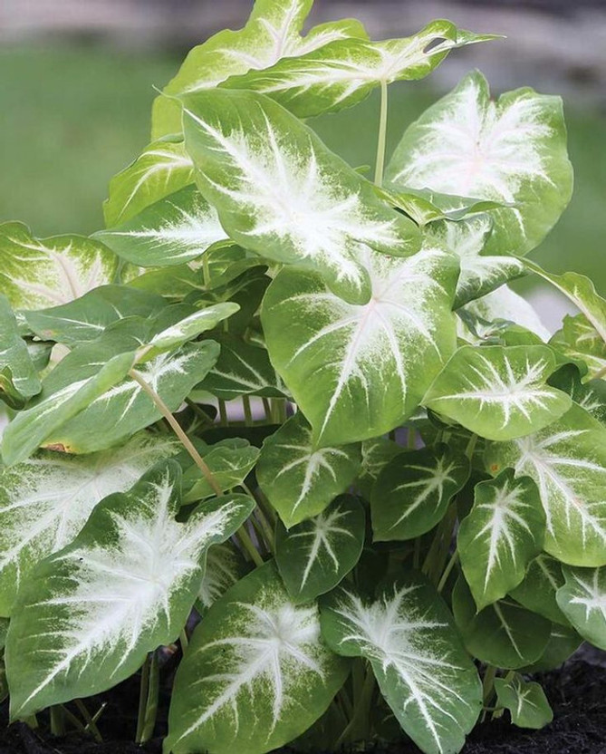 Radha Radha Krishna Agriculture ® Imported Caladium Beautiful Green & White Leafy Bulbs For Your Garden Seed(6 per packet) - Flipkart Deal