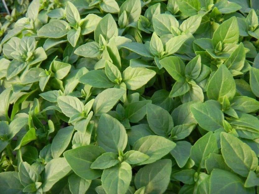 VibeX ® LXI18 Basil Seeds Sweet Dani Seed Price in India Buy VibeX