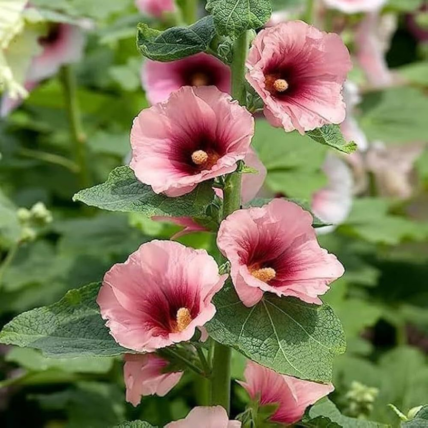 ARIAANAM hollyhock flowers seed for gardening/ farming, flowers Seed(18 per packet)