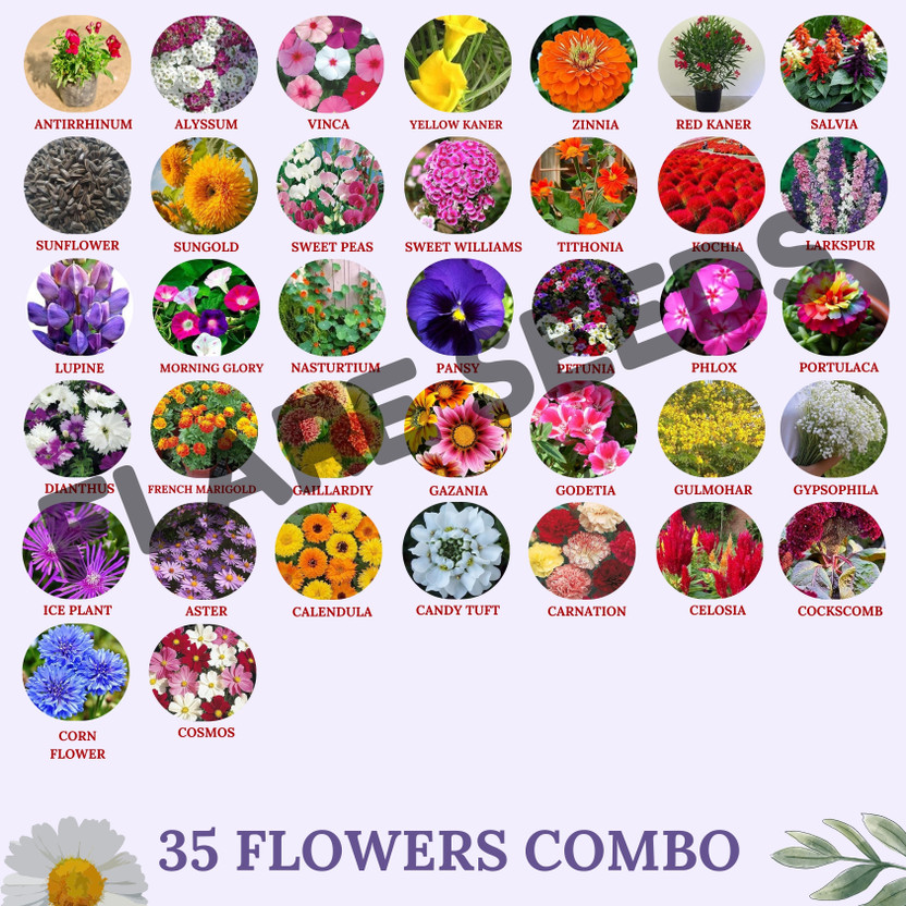 FLARE SEEDS 35 Variety of Flowers Seeds Combo For All Season Seed(35 per packet)