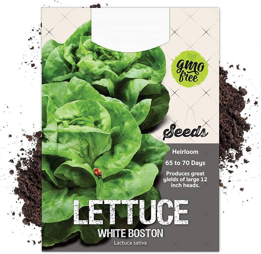 CYBEXIS White Boston Lettuce1000 Seeds Seed Price in India Buy
