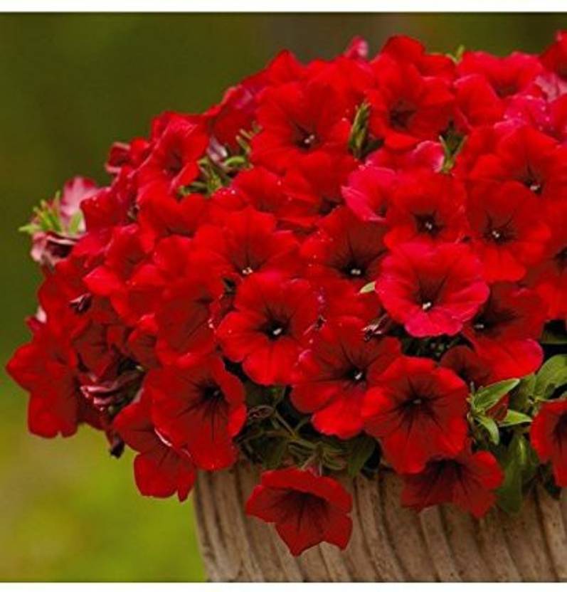 CYBEXIS PetuniaScarlet Red Seeds Best Quality Flower Seed Price in