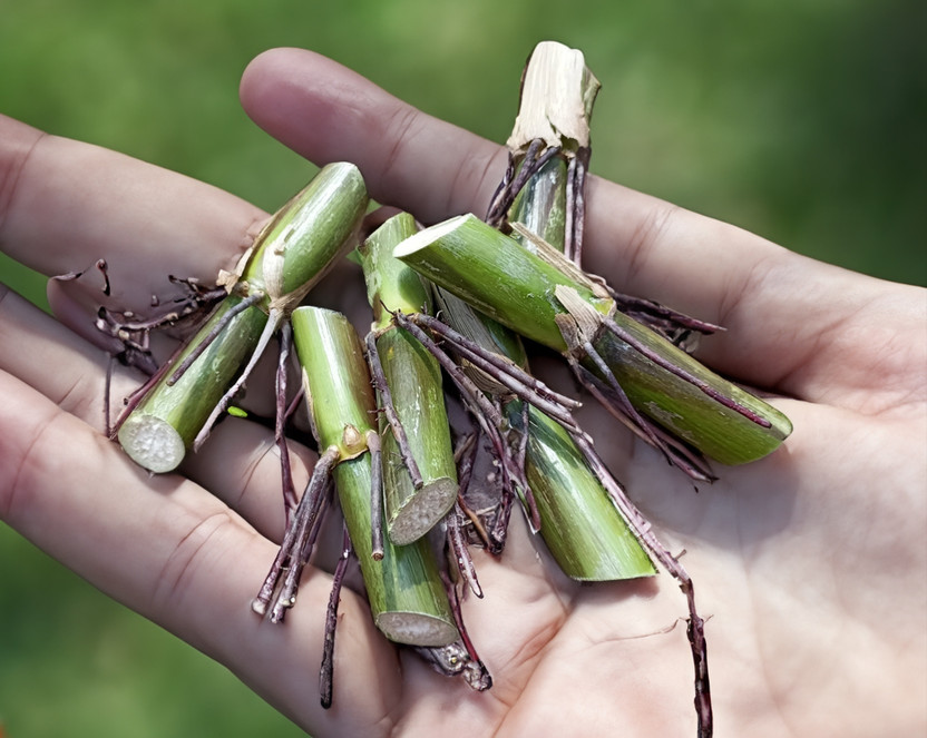 N.G.M. AGROCARE Bangladesh Ojana Hybride Napier Grass Slips, Water King Napier Grass Slips Seed(50 per packet)