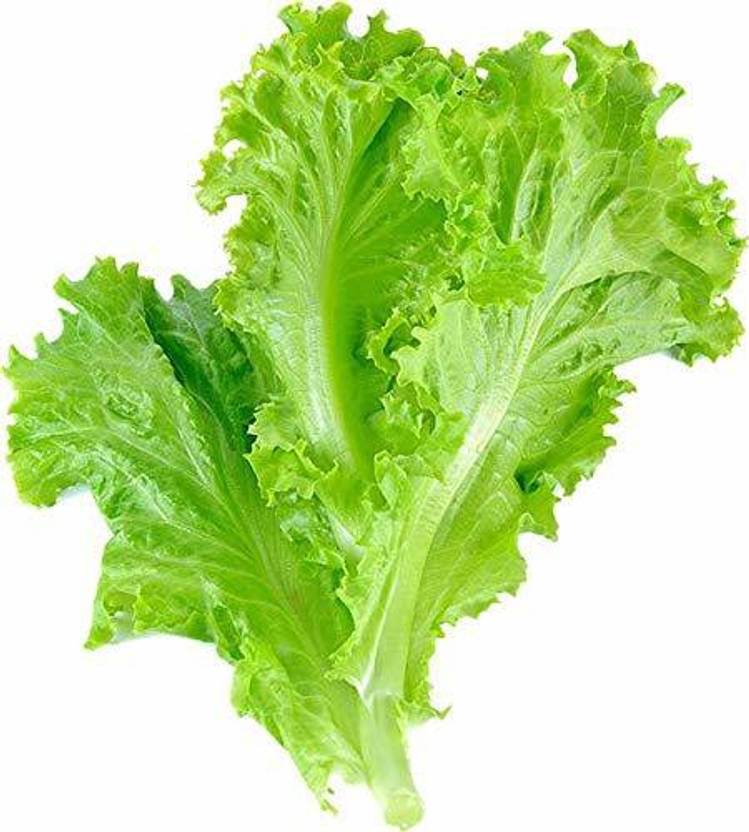 JRYU Lettuce Green Organic F1 Hybrid Seed Price in India Buy JRYU