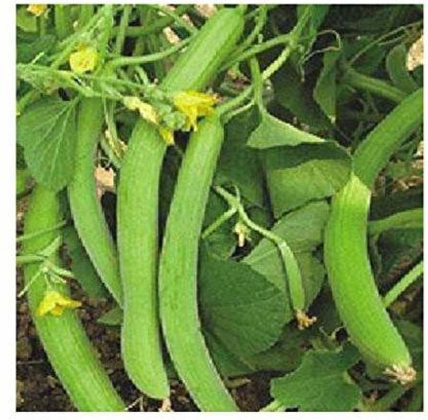 KANAYA Long Melon (Kakri) Vegetable Seed Price in India Buy KANAYA