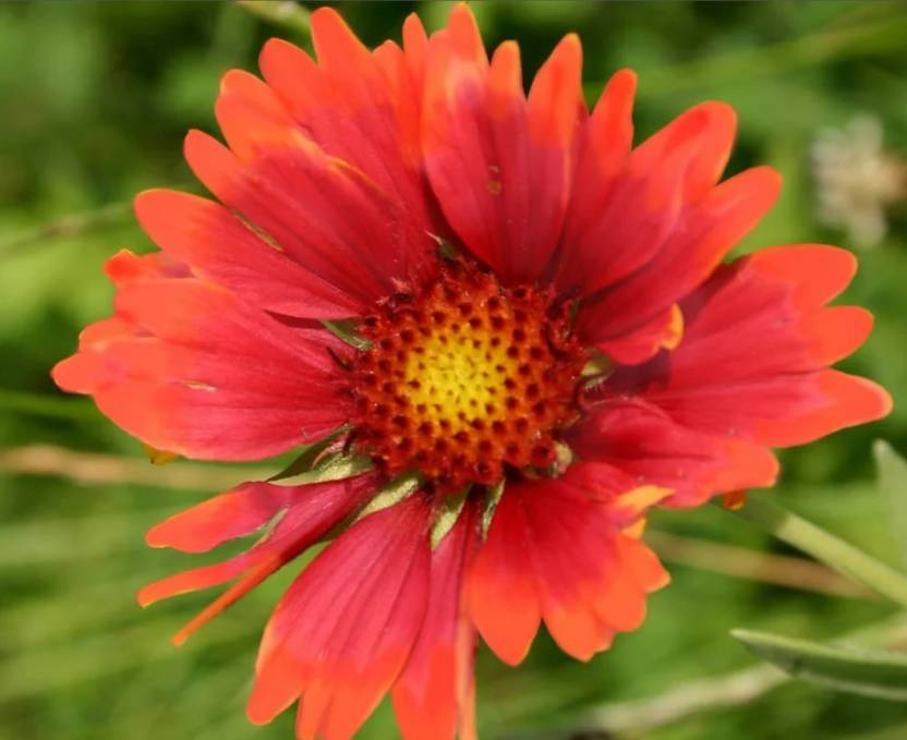 SEEDSSIDE Gaillardia aristata, Tokajer Seed Price in India Buy SEEDSSIDE Gaillardia aristata