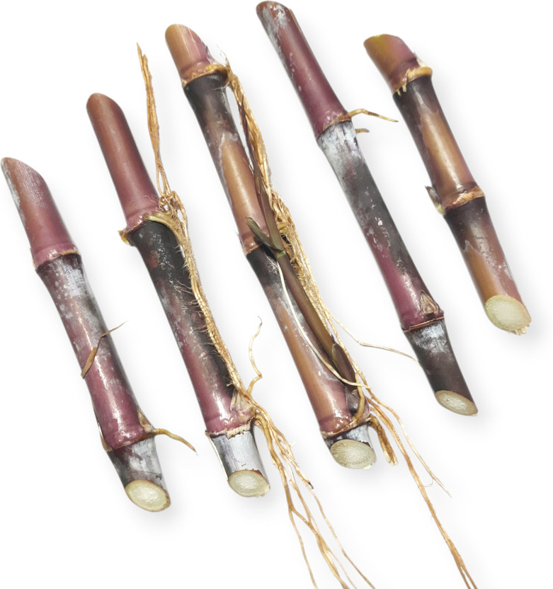 Pran Poriyal Australian Red Napier Multi Node Hybrid Fodder Grass Cuttings Slips Sticks Seed(50 per packet)