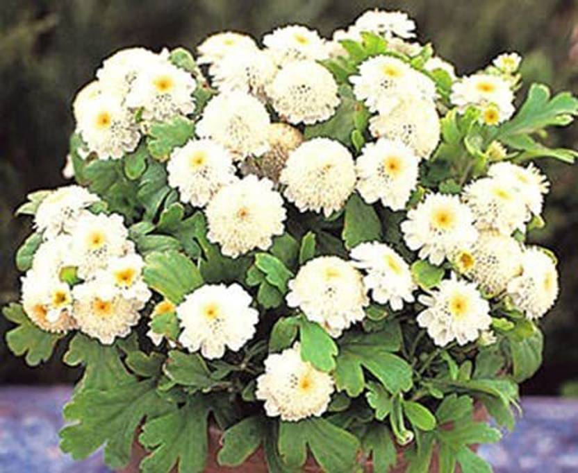 VibeX HUA31 White Stars Dwarf Chrysanthemum Flower (30 Seeds