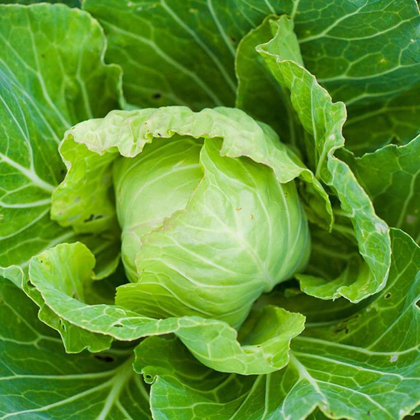 CYBEXIS High Germination Giant Cabbage Seeds250 Seeds Seed Price in