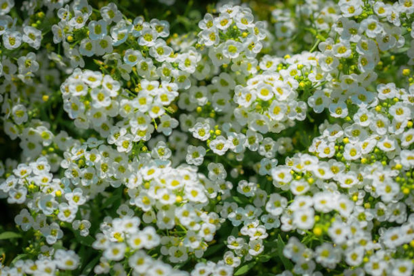 KNESSiN Buy Compact White Alyssum Flower Seeds Online Seed(50 per packet)