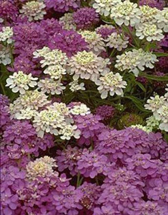KANAYA Candytuft f1 Hybrid Flower Seed Price in India Buy KANAYA