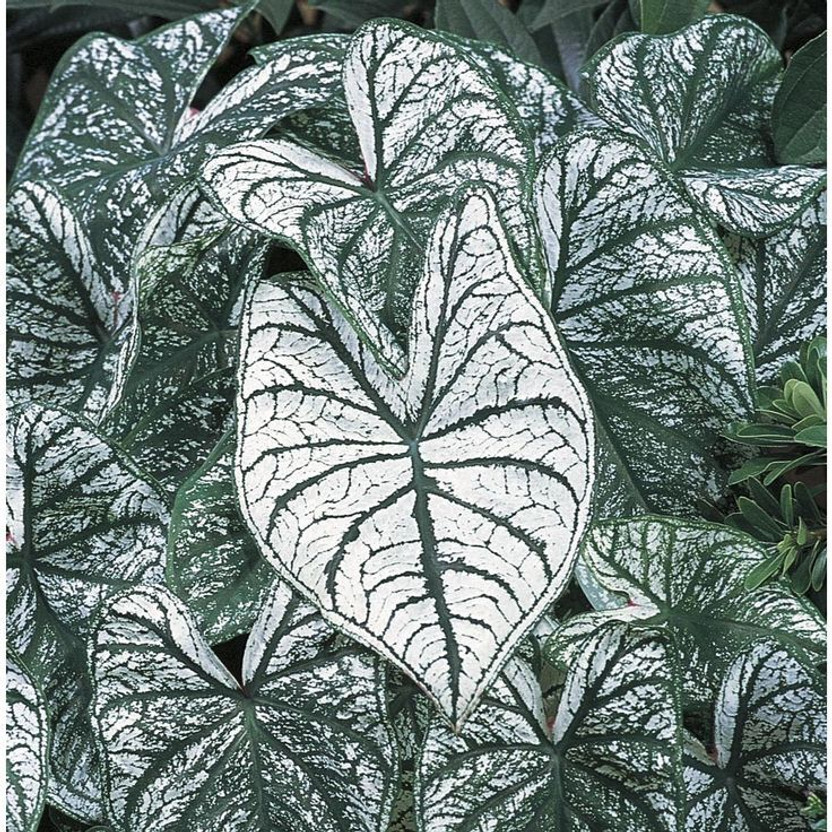 Radha Radha Krishna Agriculture ® Caladium Beautiful White With Green Line Leafy Bulbs Seed(2 per packet) - Flipkart Deal