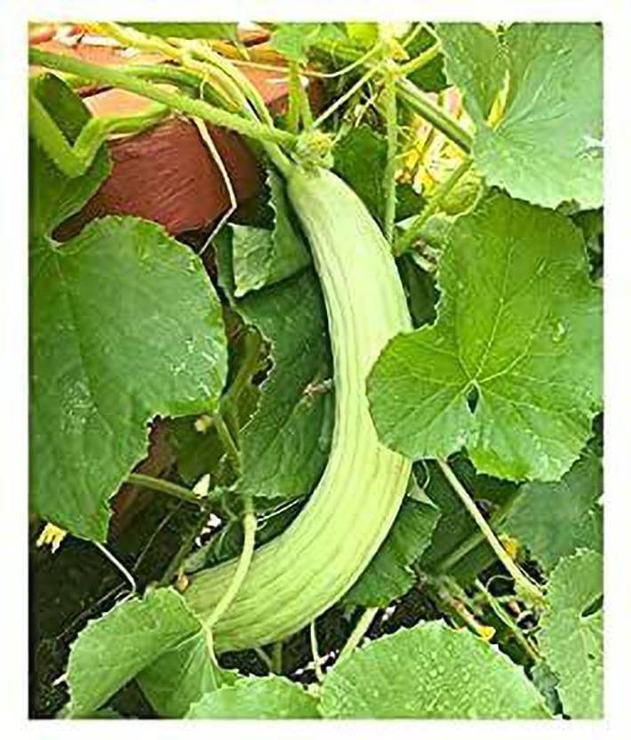 KANAYA Long Melon Kakri Vegetable Seed Price In India Buy KANAYA kanaya-long-melon-kakri-vegetable-seed-price-in-india-buy-kanaya