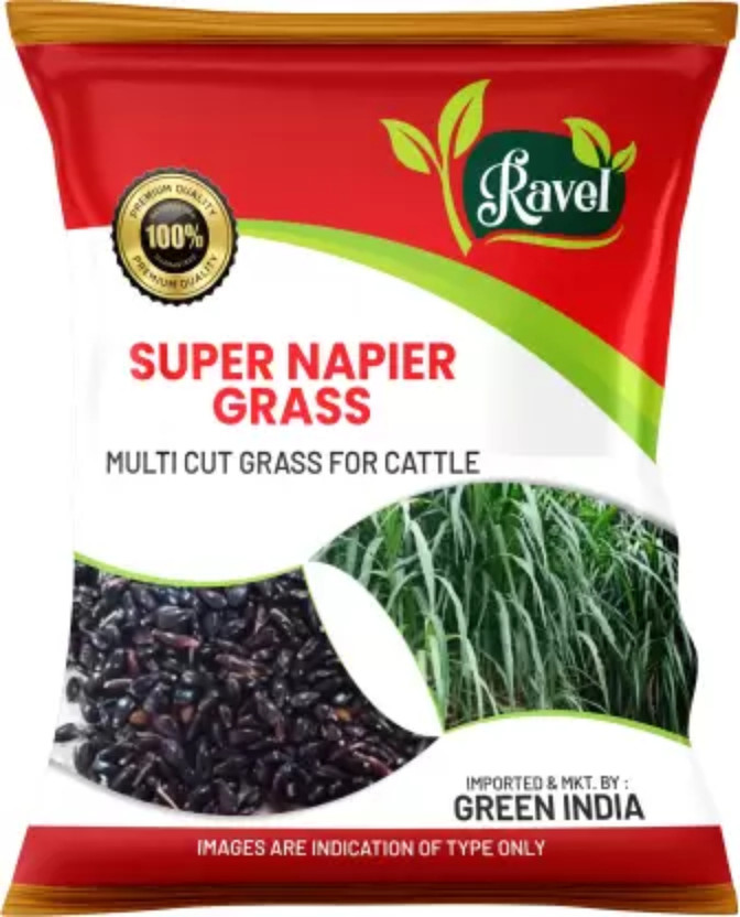 Ravel SUPER NAPIER GRASS SEED HIGH YIELD 10 Gram MULTI CUT, TALL GROWING GRASS SEED Seed(10 g)