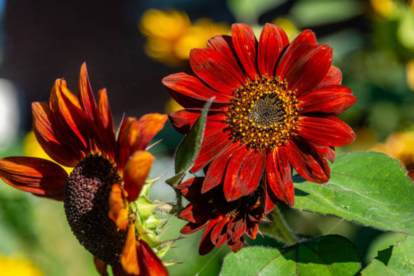 KNESSiN KNESSiN Garden Decoration ProCut Red Sunflower Seeds Pack Seed(50 per packet) - Flipkart Deal