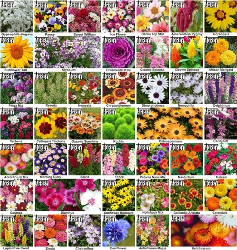 Agrey Agrey combo of 45 variety flower seeds with instruction manual. Seed(45 per packet) - Flipkart Deal