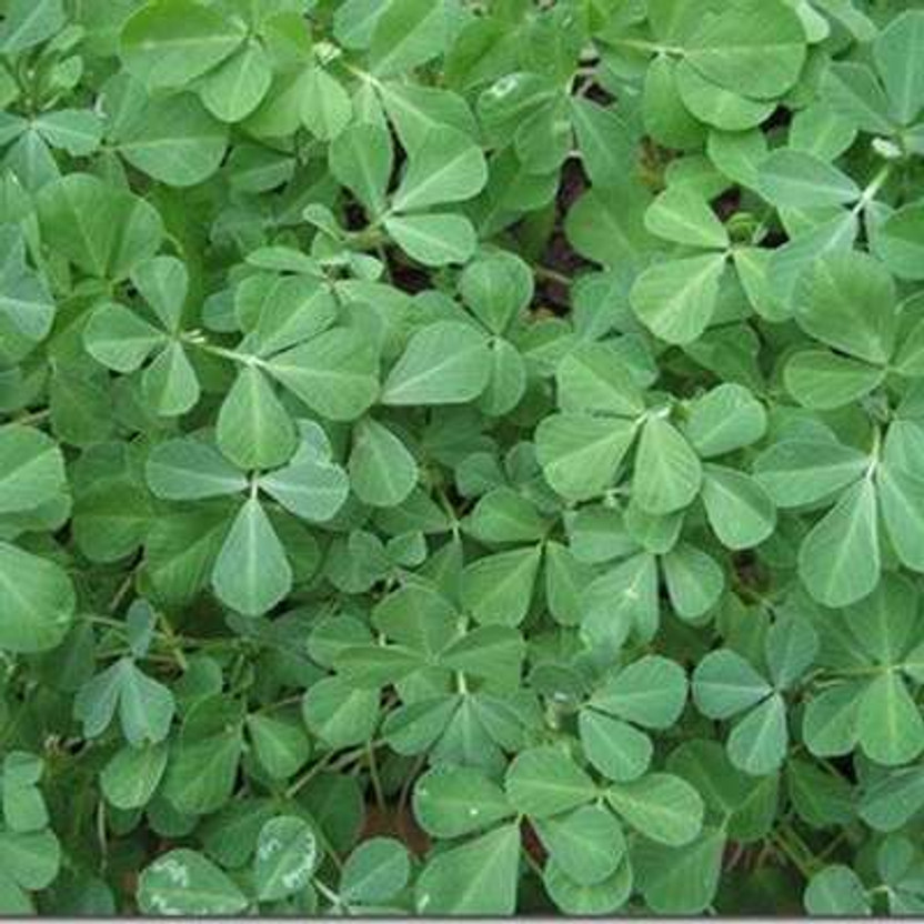 Silba Silba Fenugreek, Methi Dana, Meti Seed(6000 per packet) - Flipkart Deal