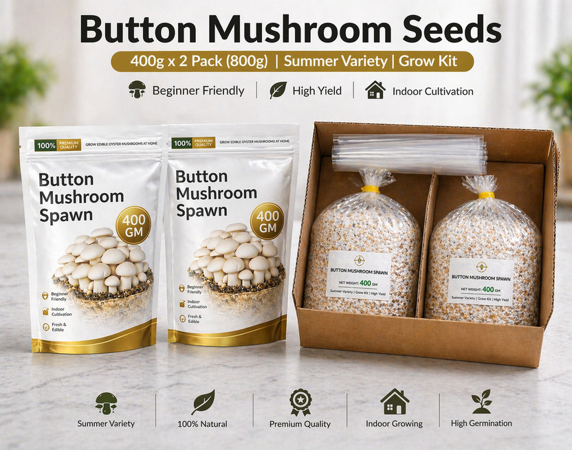 Dutta Button Mushroom Seeds 400g x 2 Pack (800g) | Summer Variety | Grow Kit Seed(400 g)