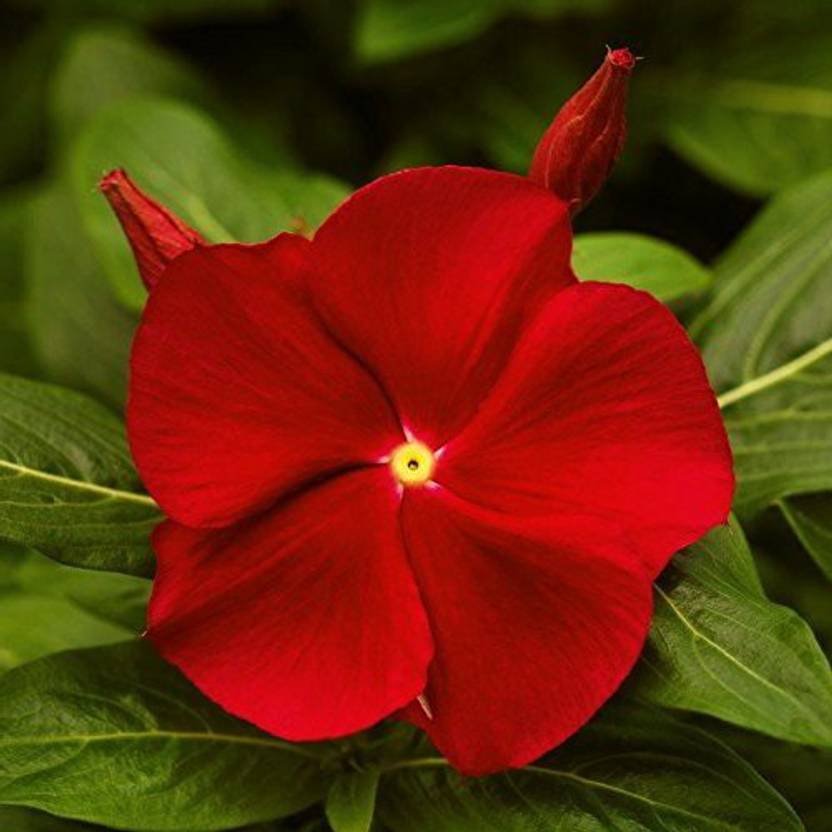 KANAYA Vinca rosea Dwarf Mixed Flower Seed Price in India Buy KANAYA