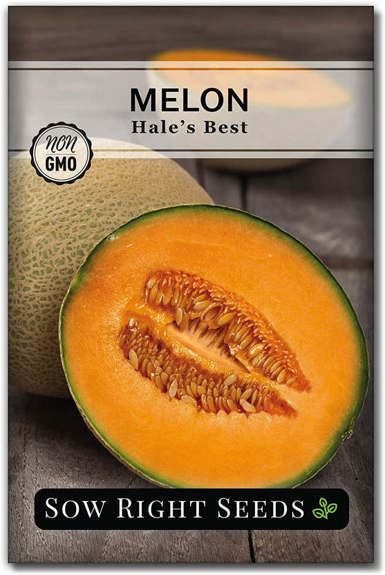 VibeX PAU-96 - Hale's Best Musk Melon - (450 Seeds) Seed(450 per packet)