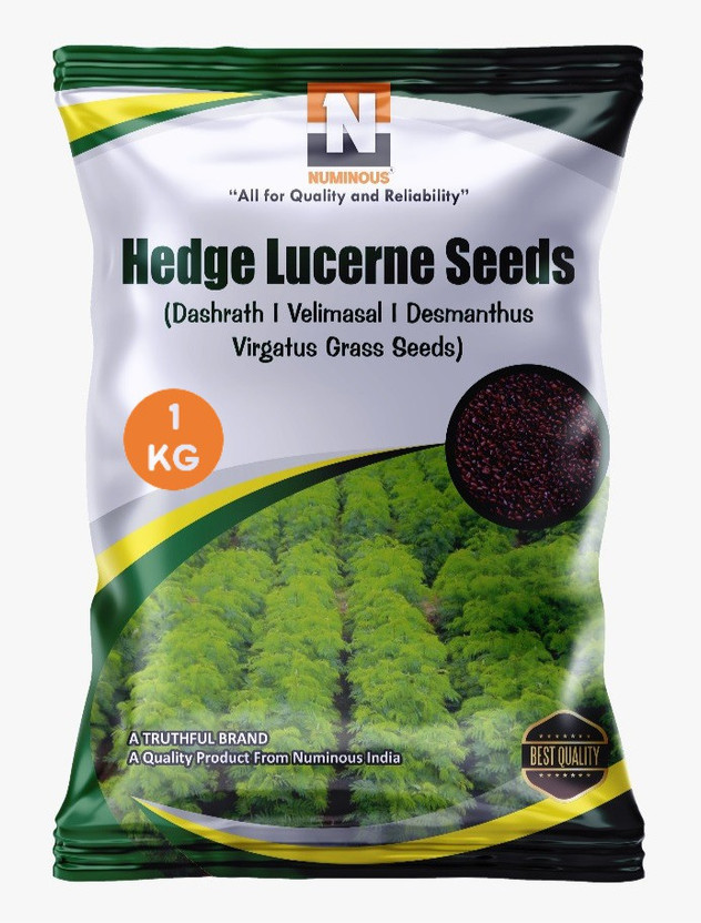 Numinous Numinous Hedge Lucerne, Velimasal, Dashrath, Desmanthus Virgatus Seed(1 kg) - Flipkart Deal