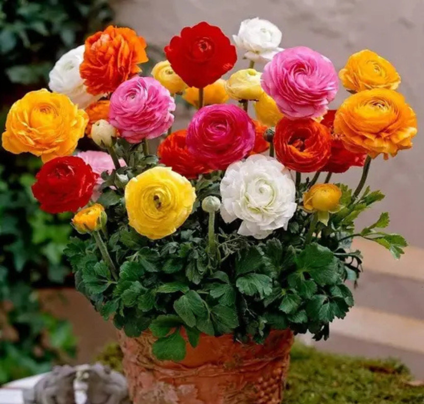 BEE Garden 50+ Seeds- All Seasons Chrysanthemum Flower Mixed Color Seed(50 per packet)