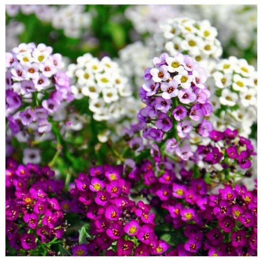 VINGTON Alyssum Mixed flower Seed Price in India Buy VINGTON Alyssum