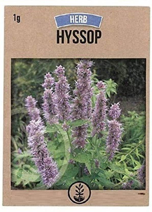 CYBEXIS Hyssop Medicinal Herb Seed800 Seeds Seed Price in India Buy