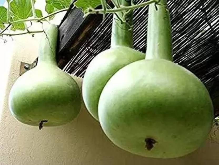 Chalisa Agencies Bottle Gourd round, Kaddu, Lauki Seed Price in India
