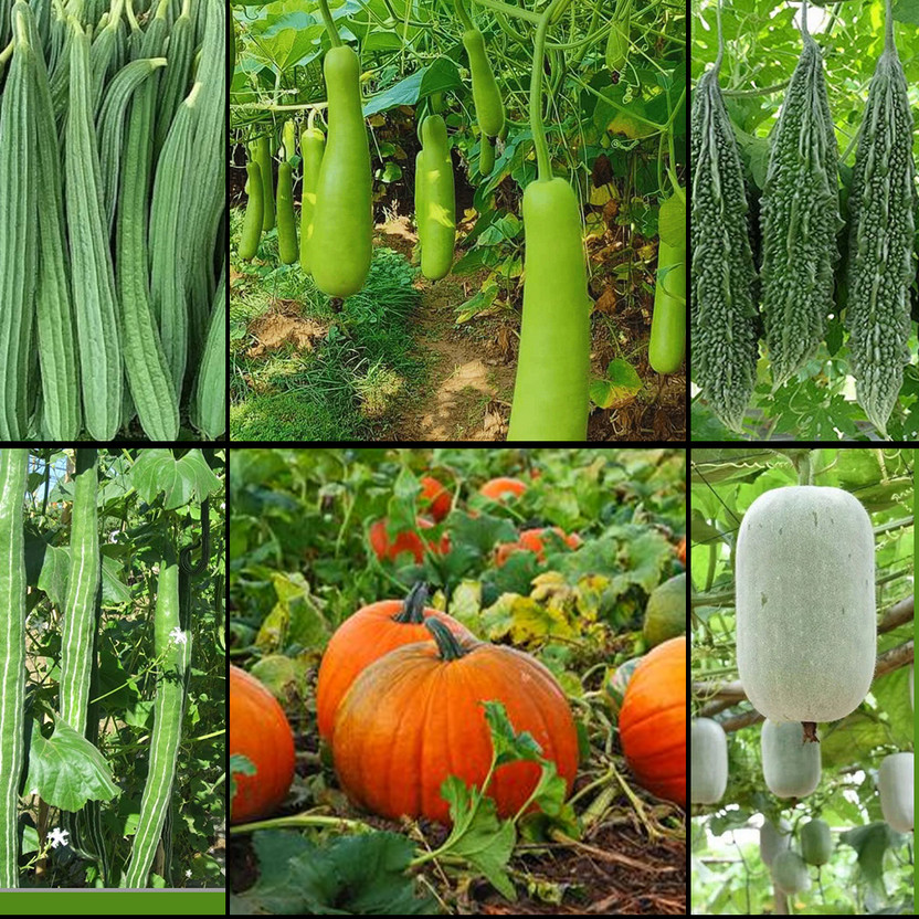 EARTHLY PRODUCTS Home Garden Gourds & Vine Veg Seeds Combo | 10g Each, 2000+ Seed(60 g)