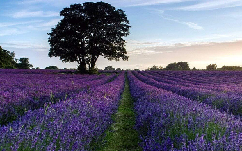 WILLVINE Purple Lavender Seeds Rare Flower Seeds DIY Home Garden Plant-[500 Seeds] Seed(500 per packet)