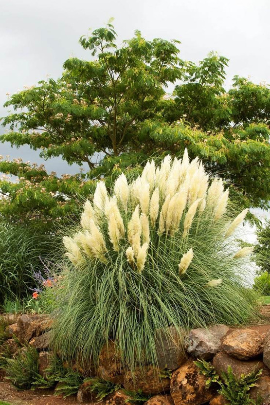 Radha Krishna Agriculture RADHA KRISHNA AGRICULTURE® Imported Cream Color Ornamental Grass Seed(10 g)