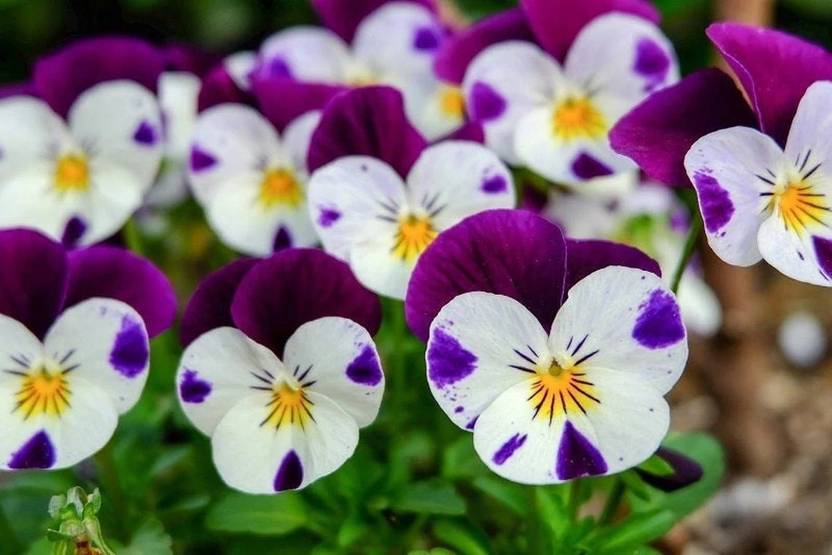 OGIVA Pansy Viola cornuta Seed Price in India Buy OGIVA Pansy Viola cornuta Seed online at