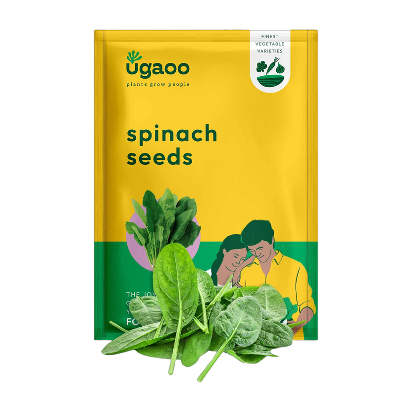 UGAOO Palak or Spinach Vegetable Seed(1700 per packet)