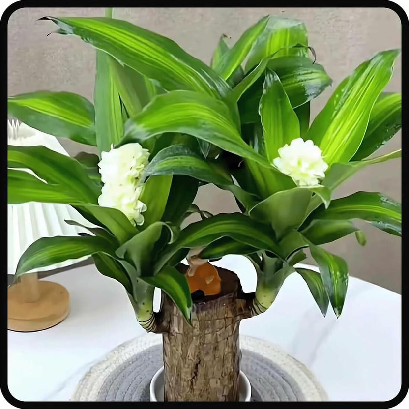 SeeGreen SeeGreen Brazilian Lucky Bamboo, Good Luck Plant, Live Indoor Plant, Feng Shui Plant Seed(1 per packet) - Flipkart Deal